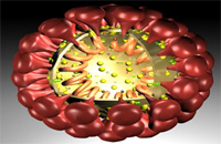 コロナウイルスの特徴